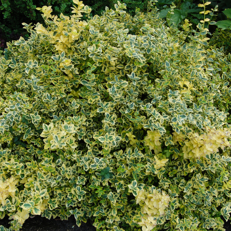 Бересклет Форчуна Emerald’n ‘Gold