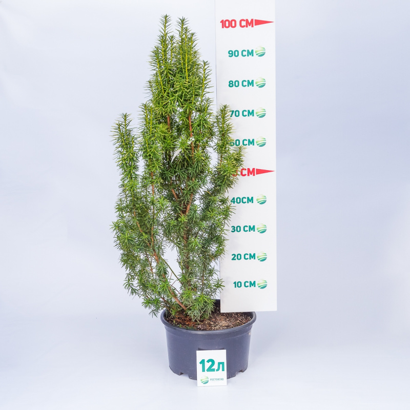 Тис средний Stefania 