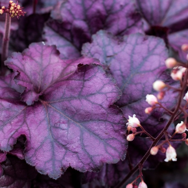 Гейхера Rex Purple