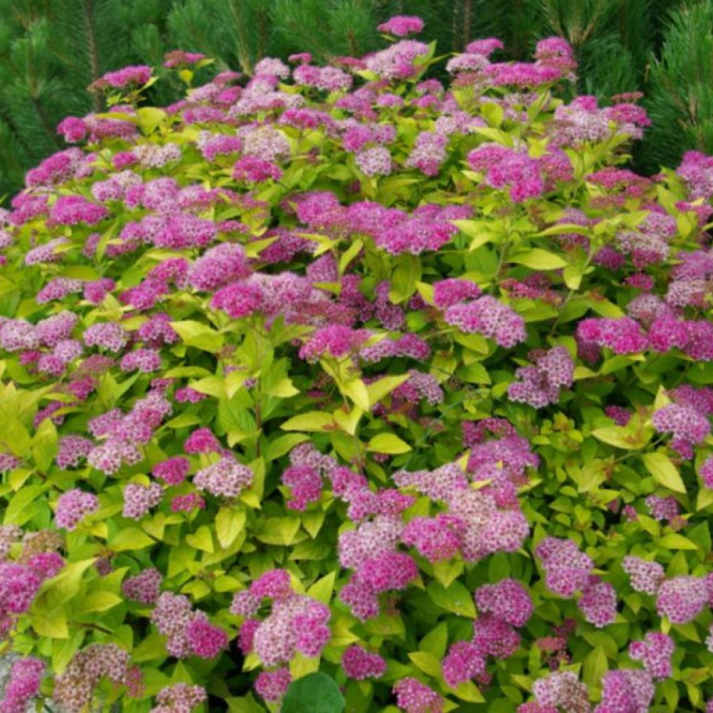 Спирея японская Golden Princess