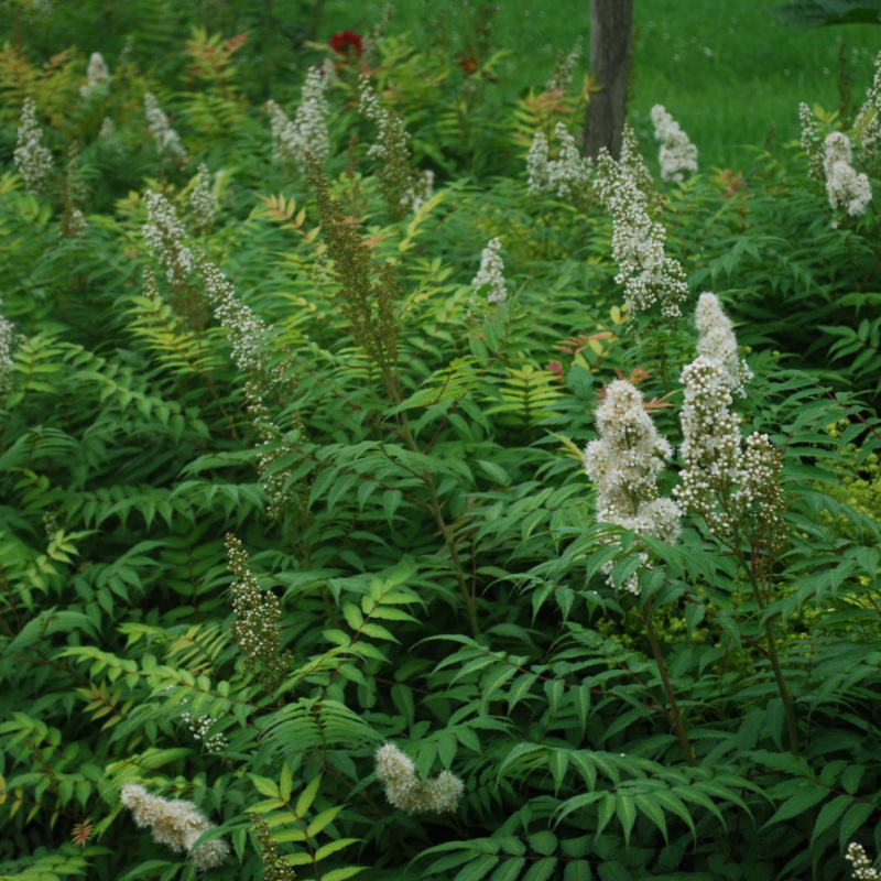 Рябинник рябинолистный Sem