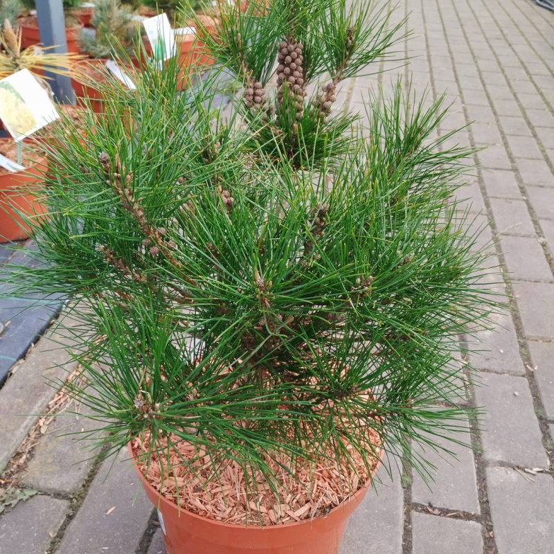 Сосна густоцветная `Heavy Bud`