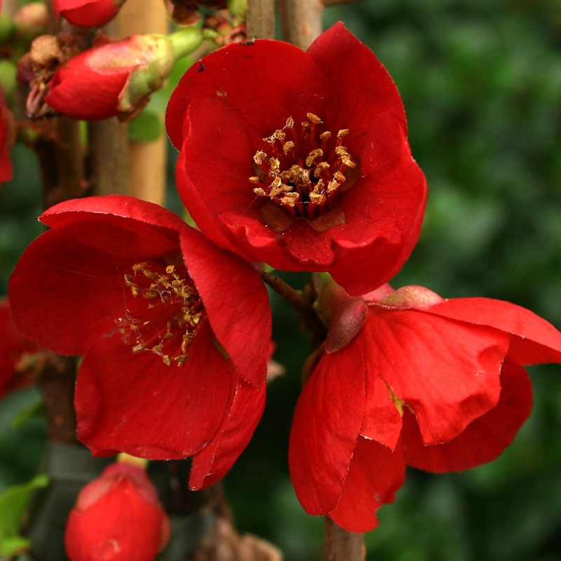 Айва  Chaenomeles and Gold