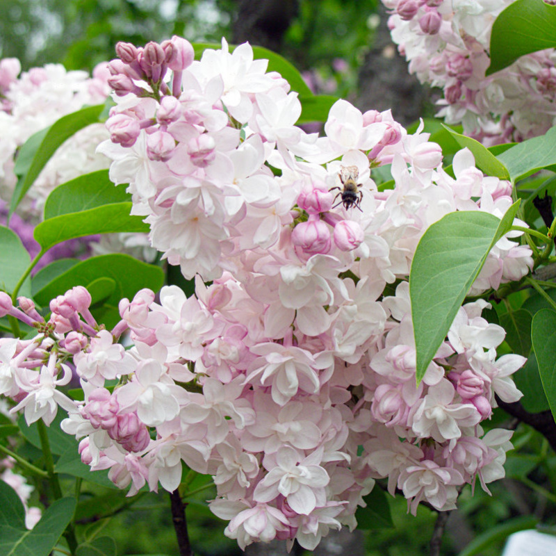 Сирень обыкновенная Красавица Москвы