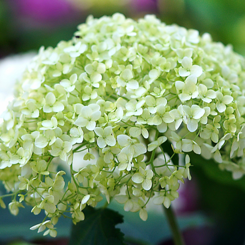 Гортензия древовидная Lime Rickey