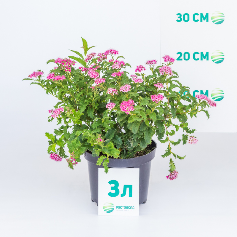 Спирея японская Crispa