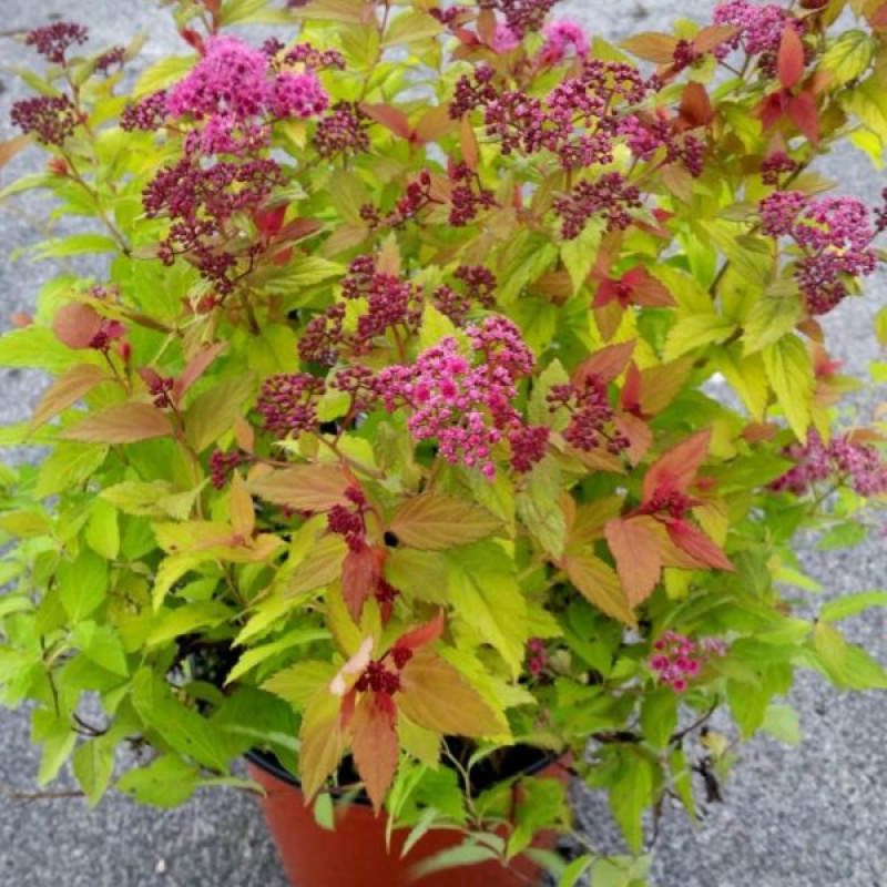 Спирея японская Magic Carpet