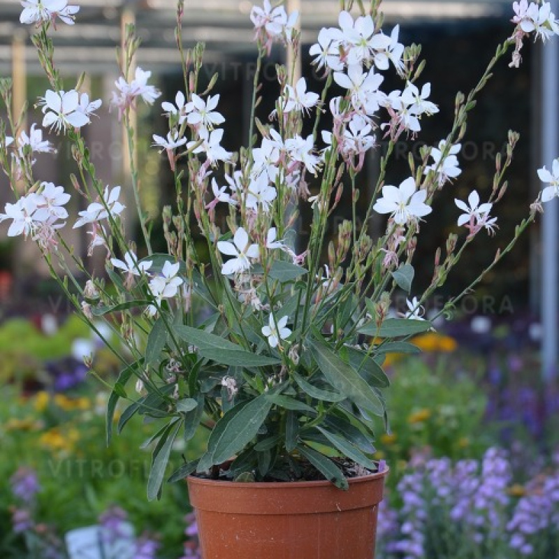 Гаура Graceful White