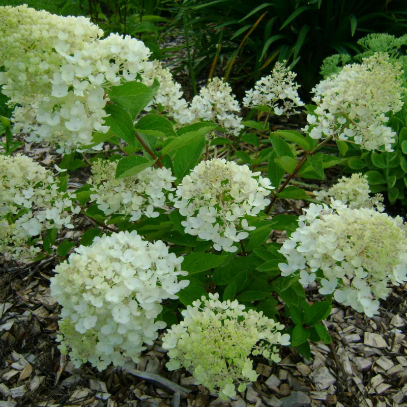 Гортензия метельчатая Bombshell