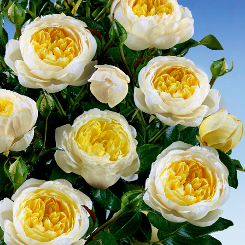 Роза  Amnesty International