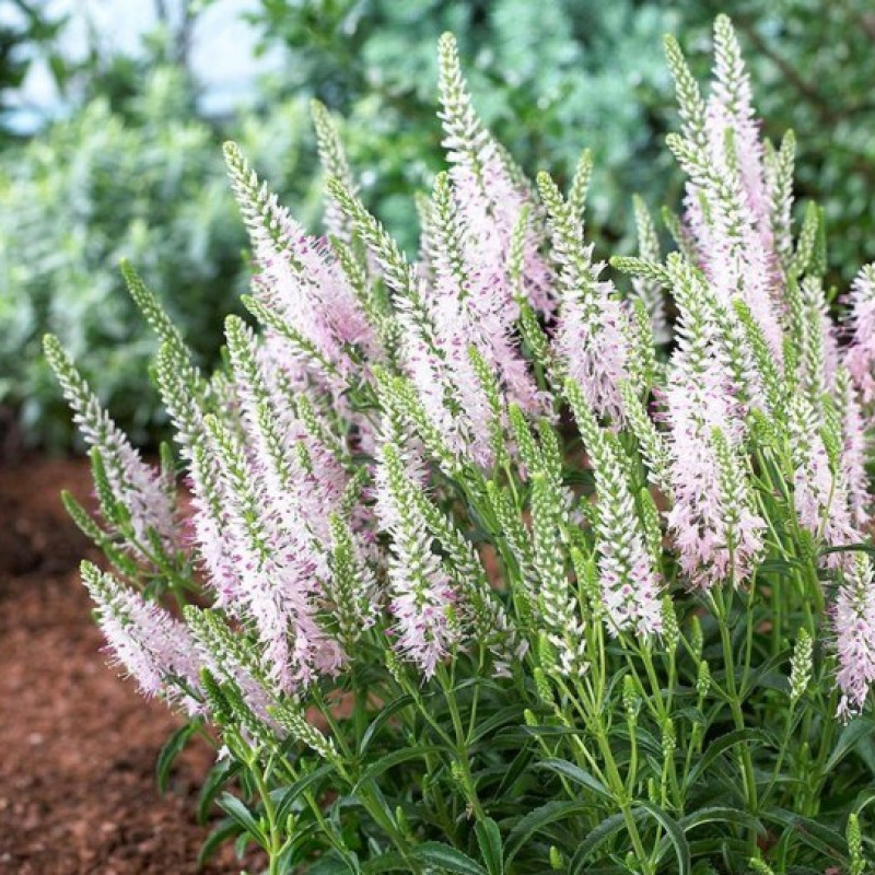 Вероника `Moody Blues Pink` 