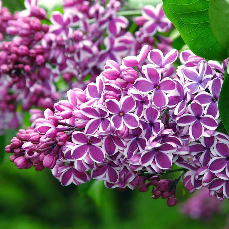 Сирень обыкновенная Sensation