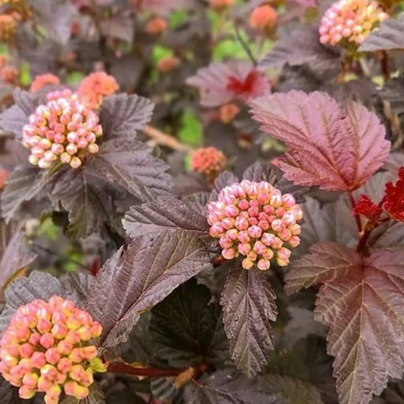 Пузыреплодник калинолистник `Sweet Cherry Tea` 