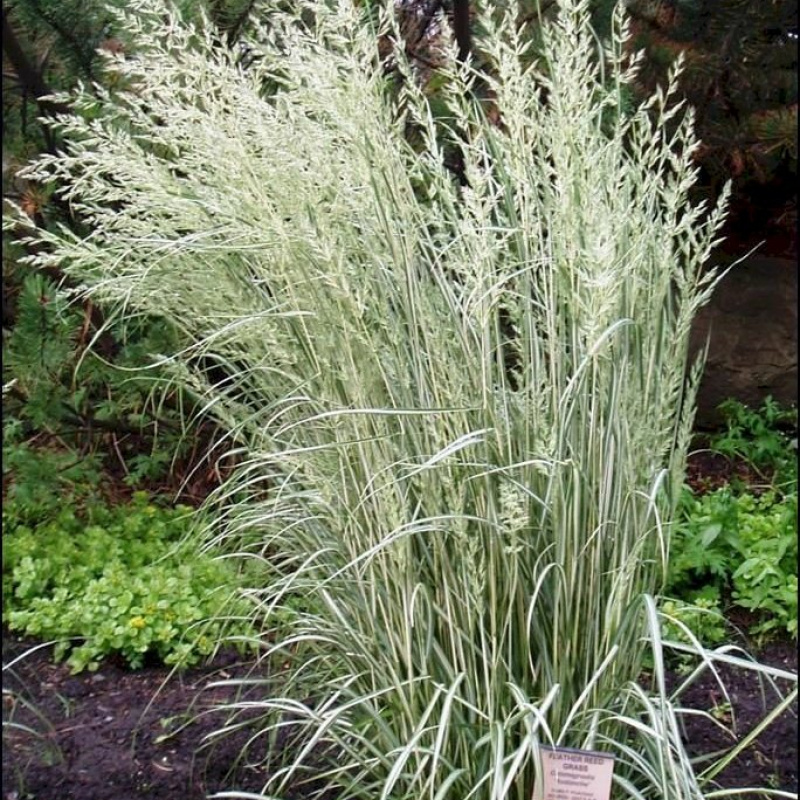 Вейник остроцветковый Avalanche