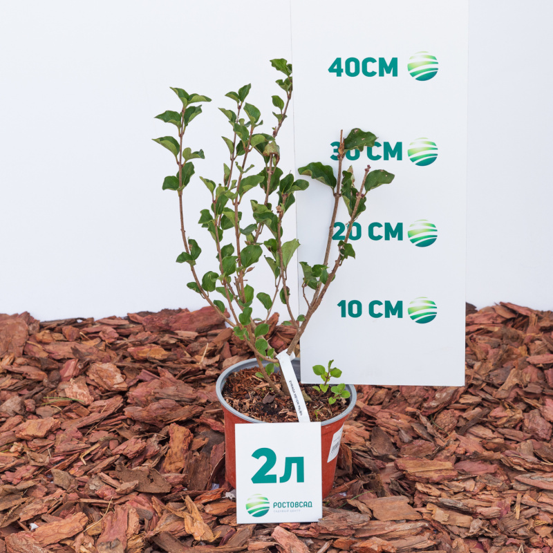 Сирень мейера Palibin