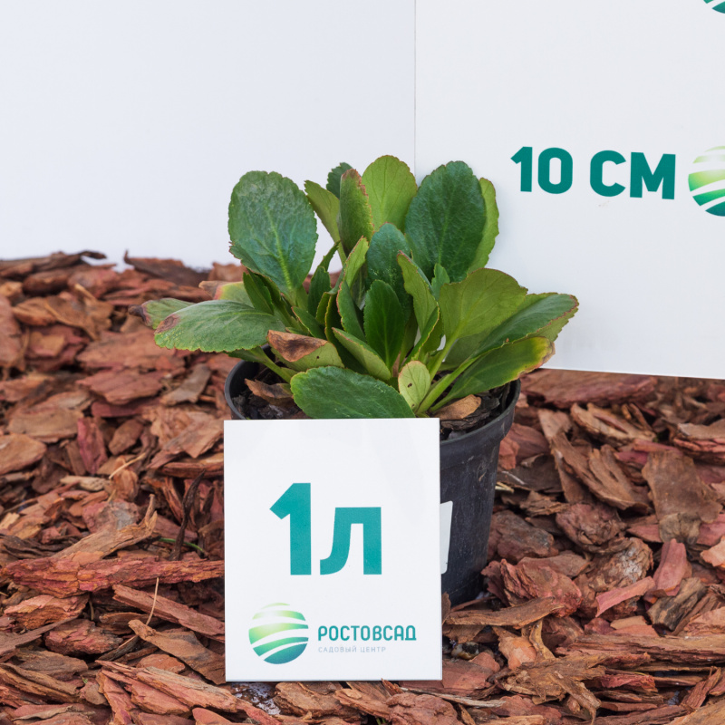 Бадан гибридный Pink Dragonfly