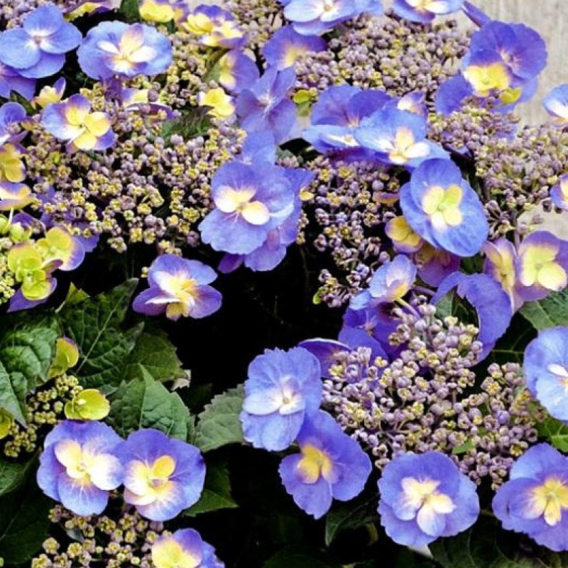 Гортензия пильчатая `Blueberry Cheesecake `