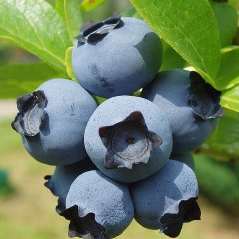 Голубика высокорослая 