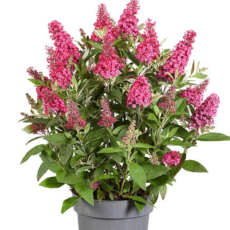 Буддлея давида `Butterfly Candy Little Ruby` 