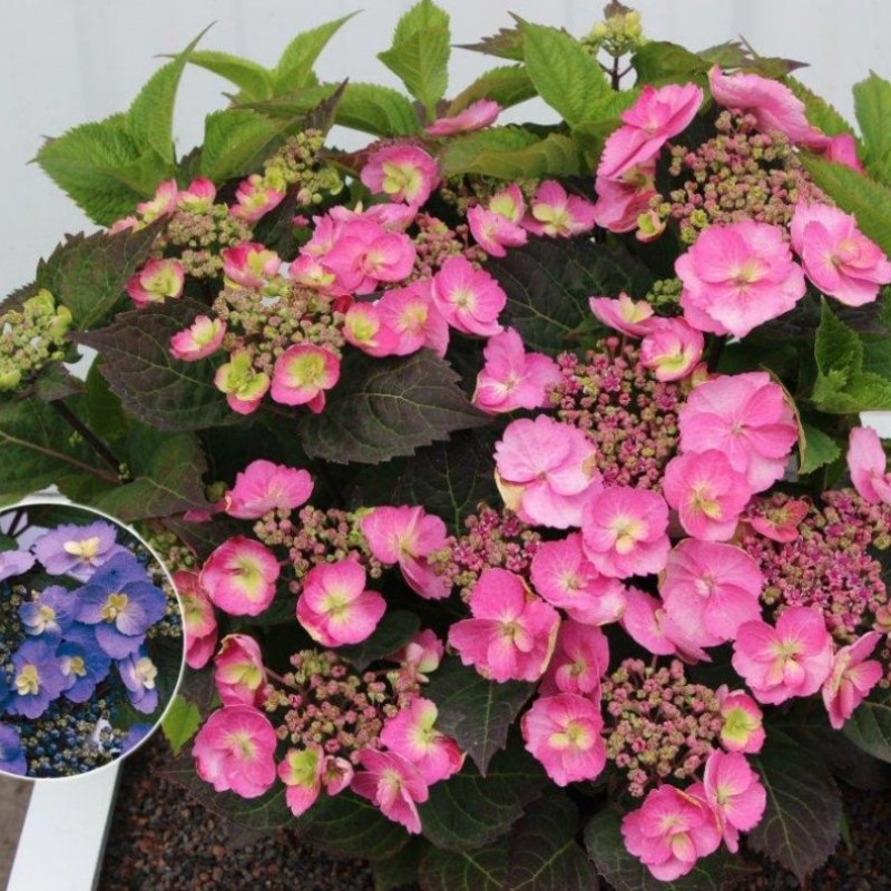 Гортензия пильчатая Cotton Candy 