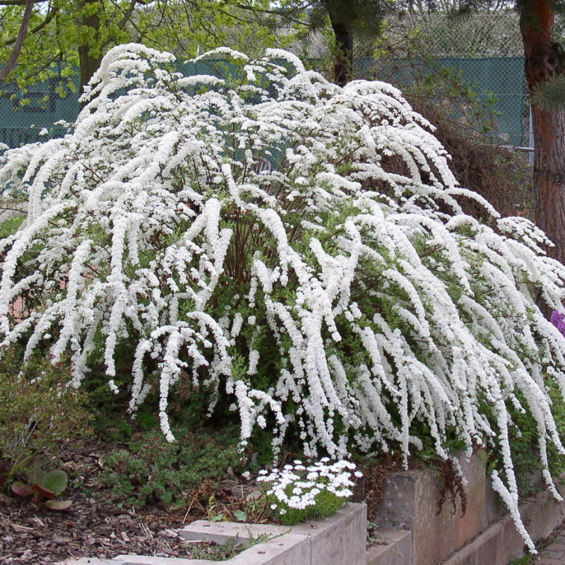 Спирея серая Grefsheim