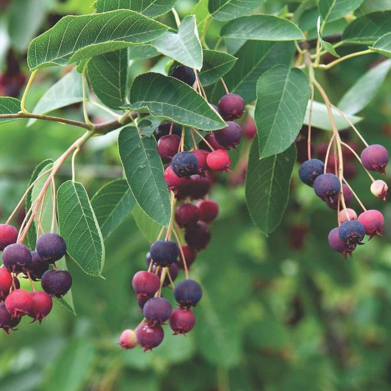 Ирга канадская Ламарка