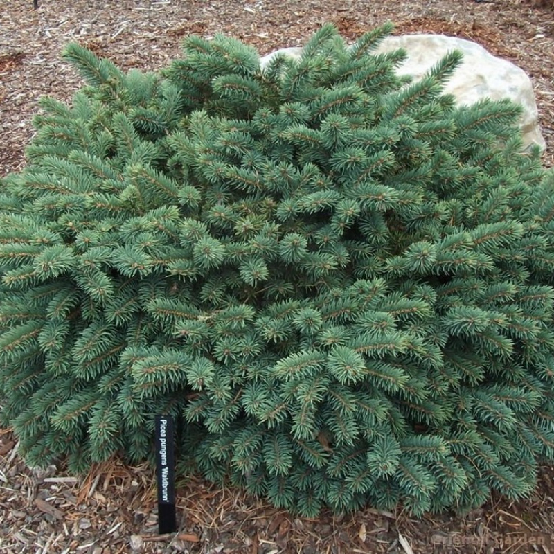 Ель колючая Waldbrunn