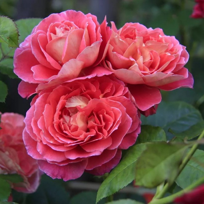 Роза Reine Sammut