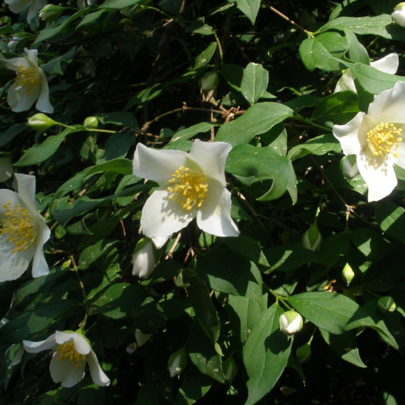 Чубушник Mont Blanc