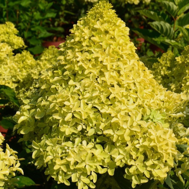 Гортензия метельчатая Magical Lime Sparkle