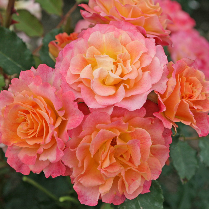 Роза  Augusta Luise