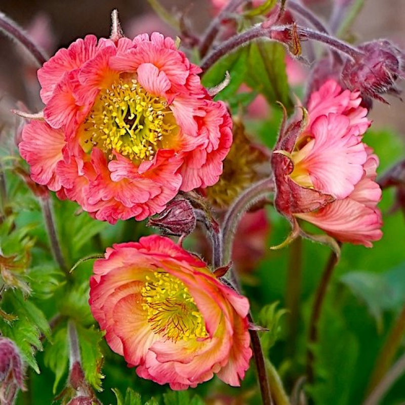 Гравилат `Bell Bank` (Geum `Bell Bank`)