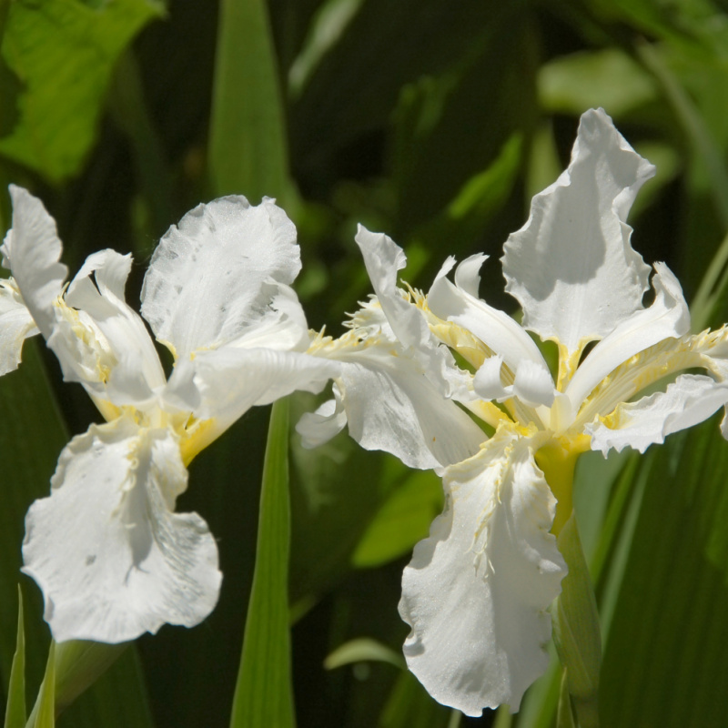 ирис сибирский iris sibirica. снежный ирис. ирис арктик эйдж.