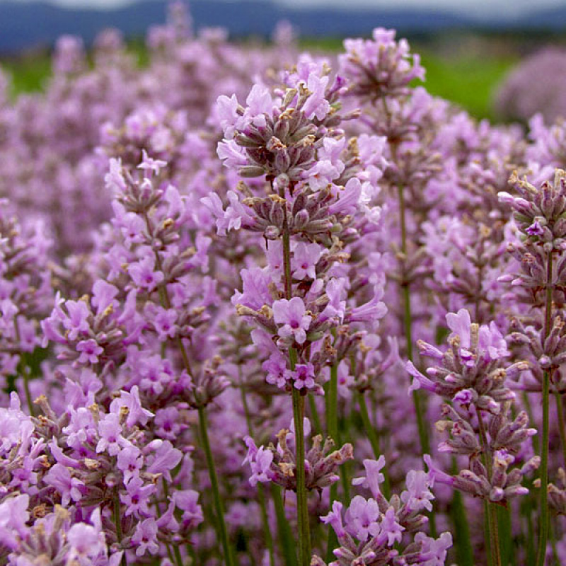 Лаванда узколистная Rosea