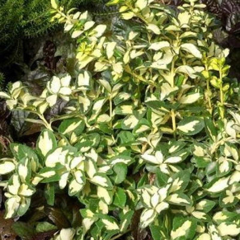 Бересклет Форчуна `Interbolwi`