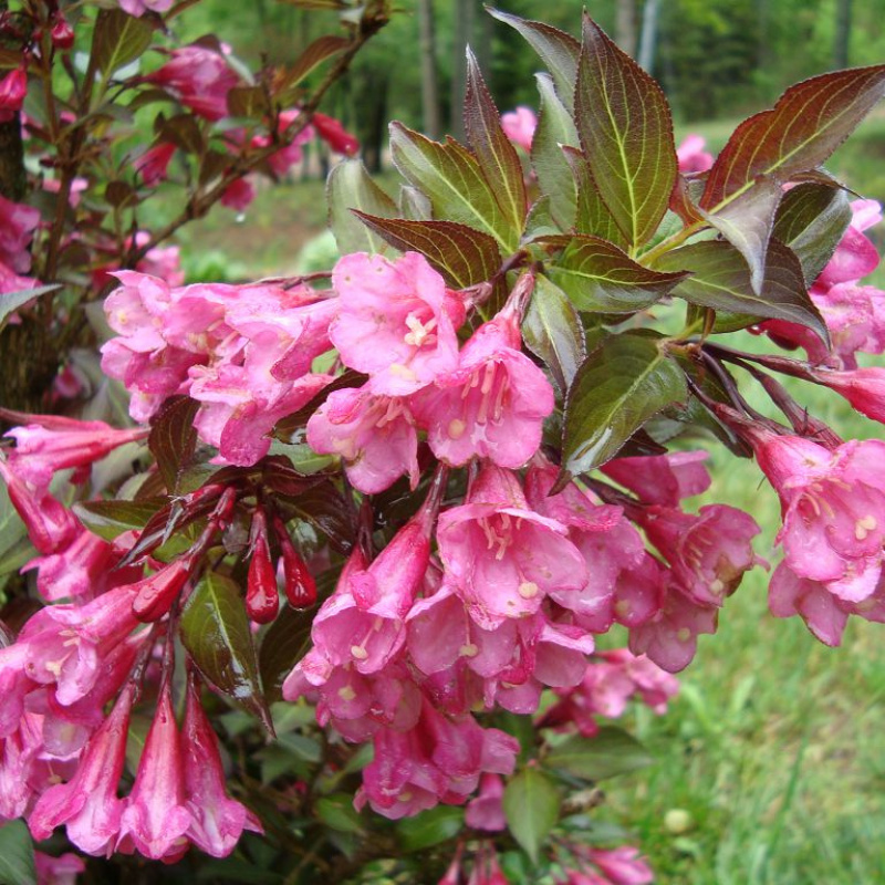 Вейгела цветущая Nana Purpurea
