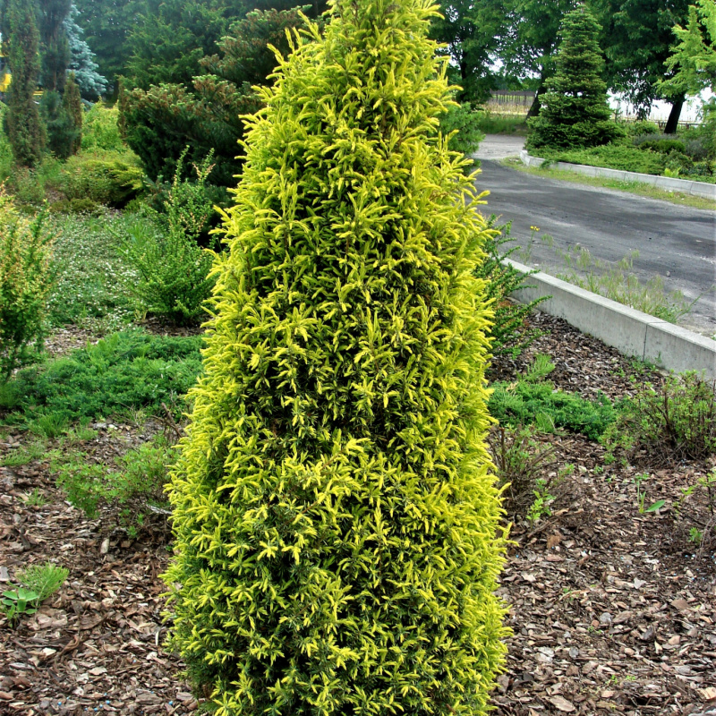 Можжевельник обыкновенный Gold Cone