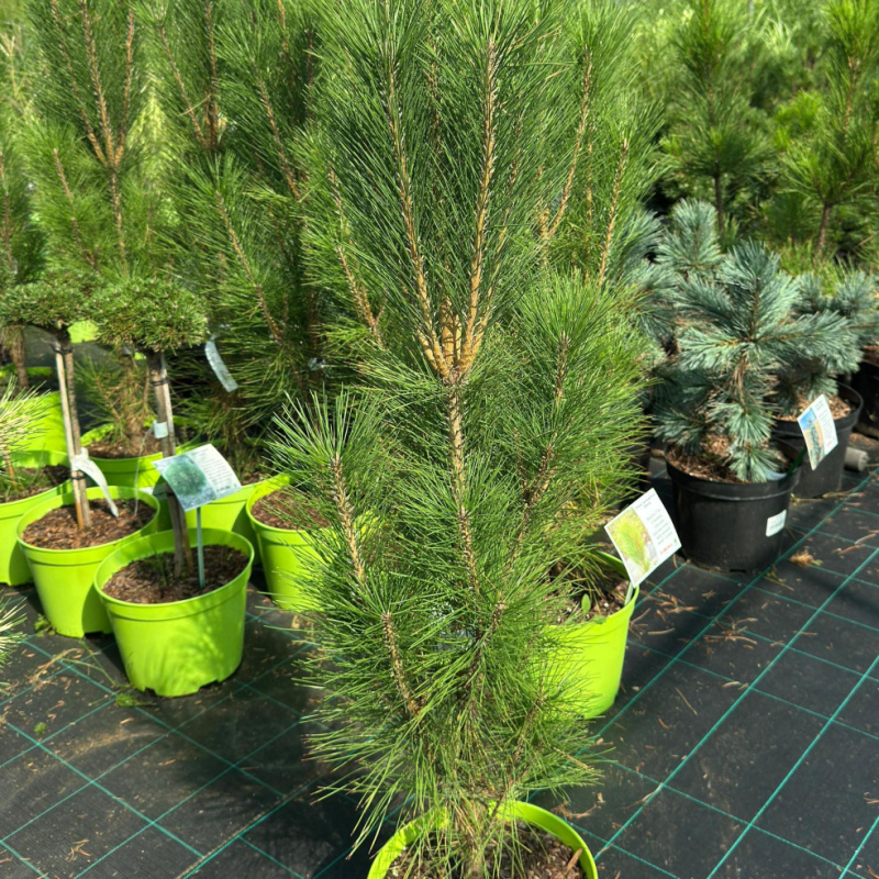 Сосна густоцветная `Erecta` 