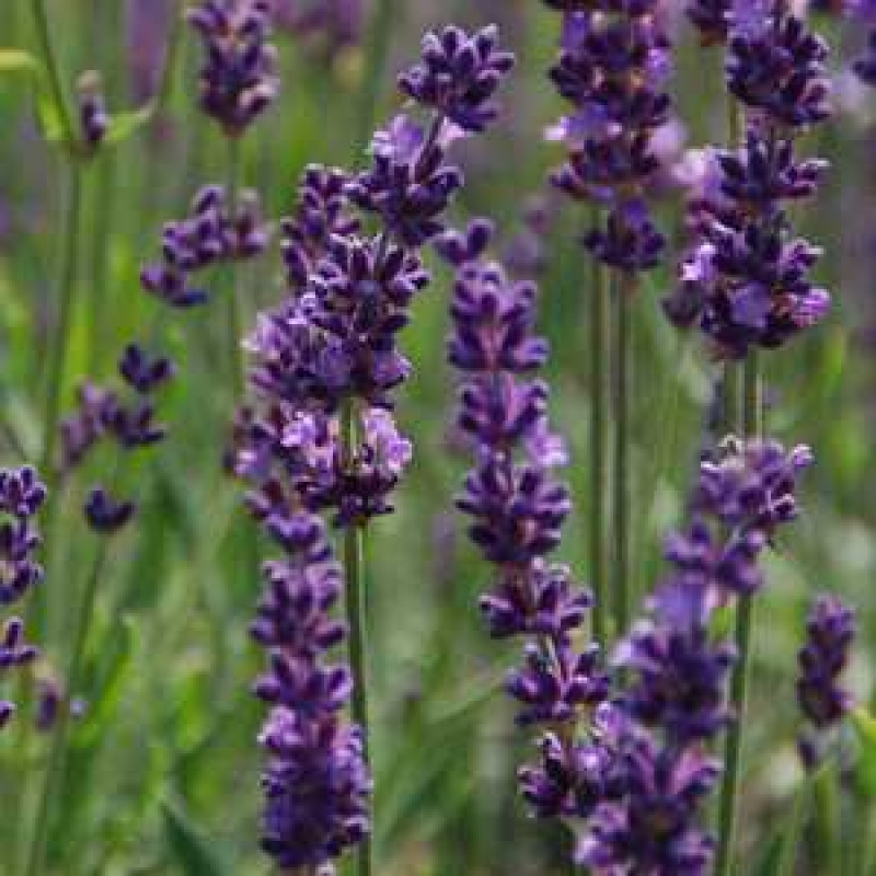Лаванда узколистная Phenomenal