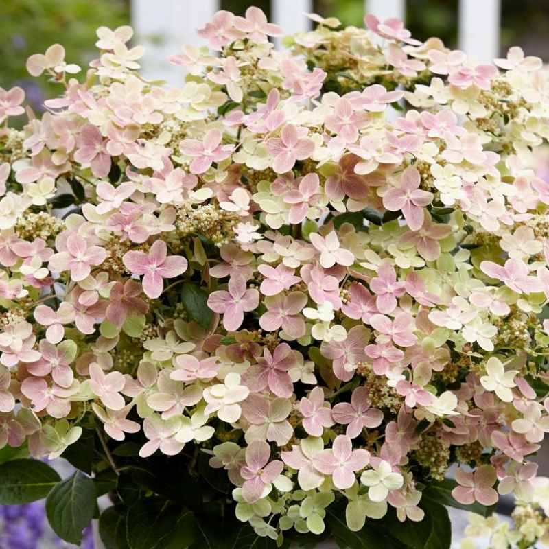 Гортензия метельчатая Polestar