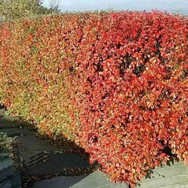 Кизильник блестящий, окс