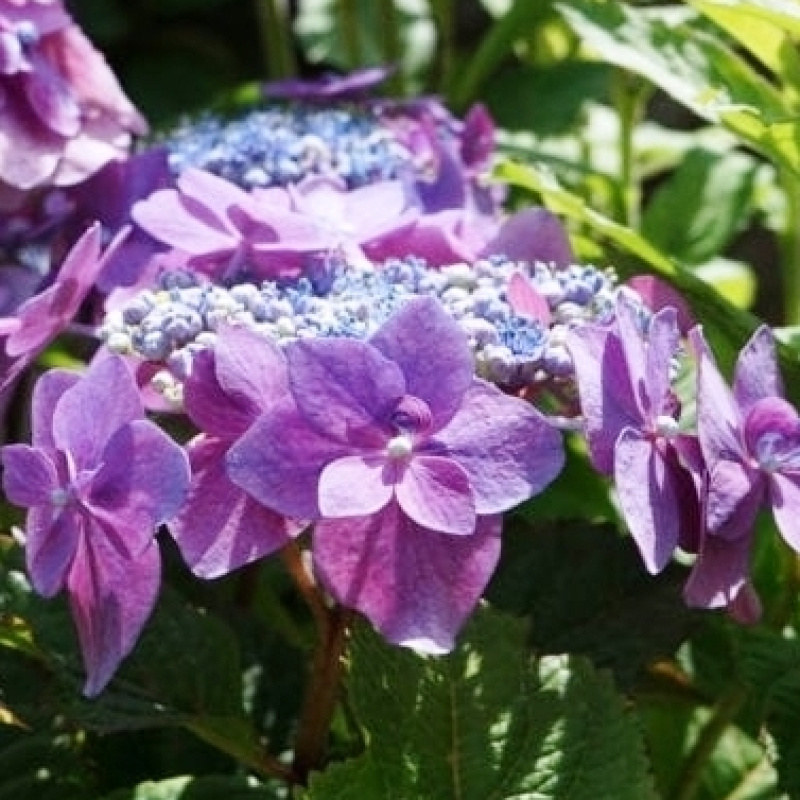 Гортензия пильчатая `Blueberry Pie `