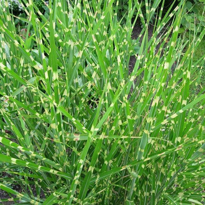 Мискантус китайский Strictus