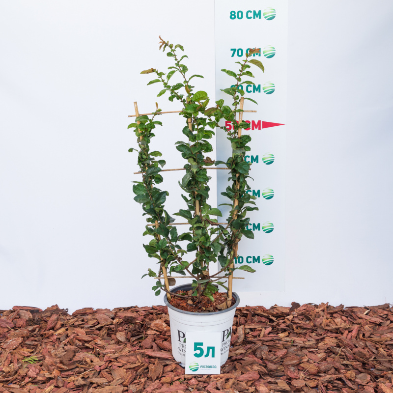 Айва прекрасная Orange Storm 