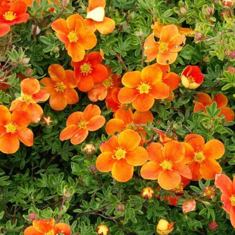 Лапчатка кустарниковая ORANG'ISSIMA