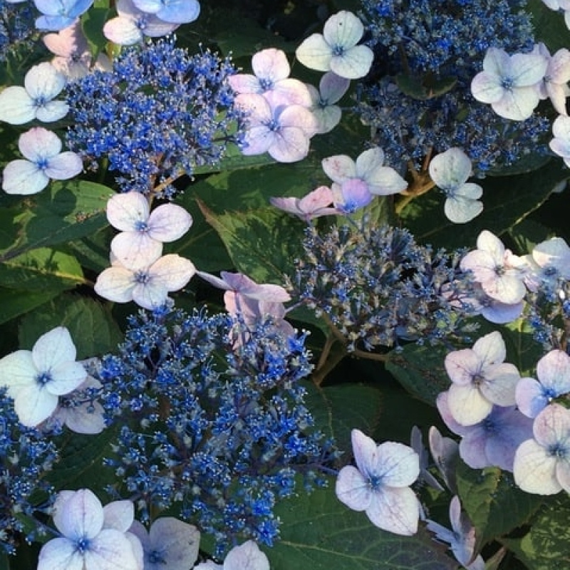 Гортензия пильчатая `Magic Pillow`