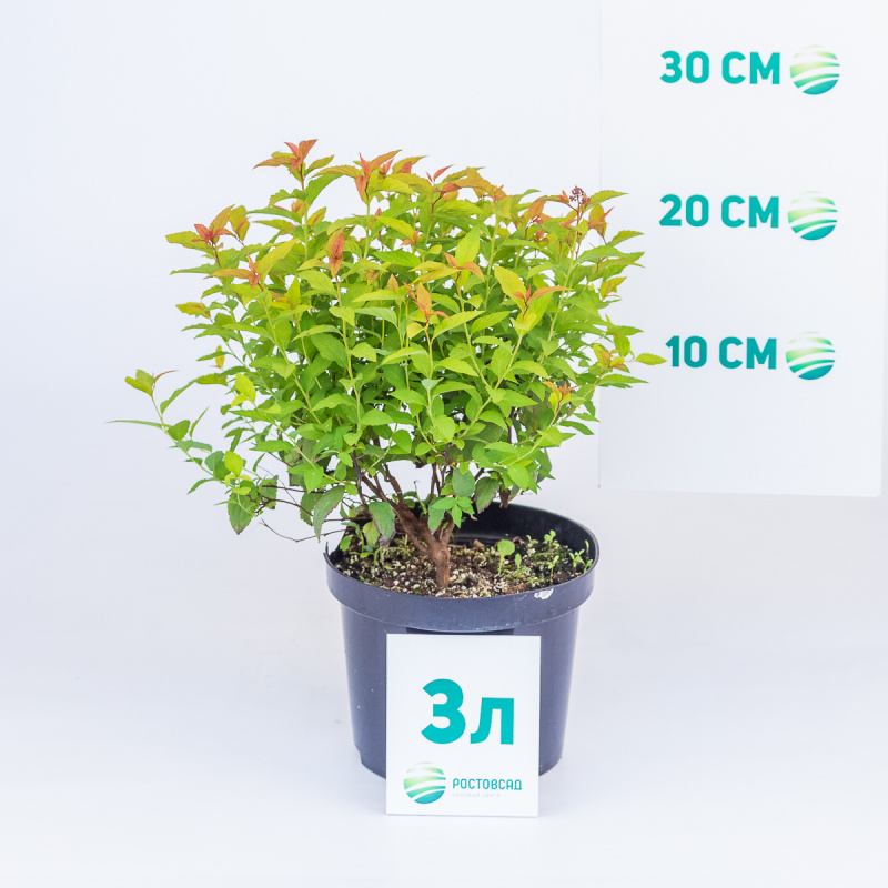 Спирея японская Goldflame