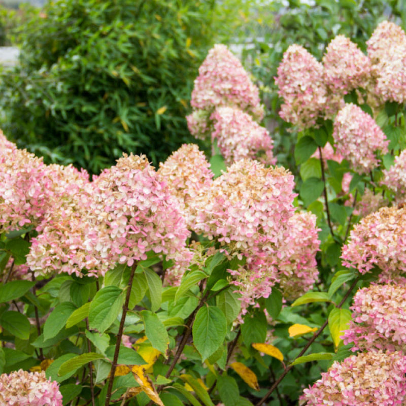 Гортензия метельчатая Limelight