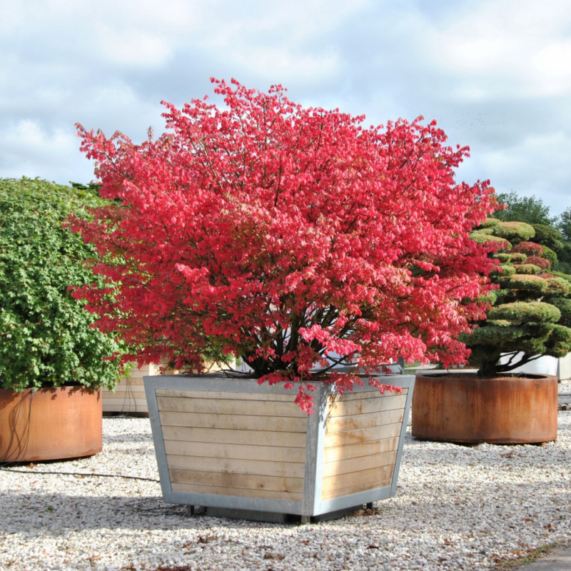 Бересклет крылатый Compactus