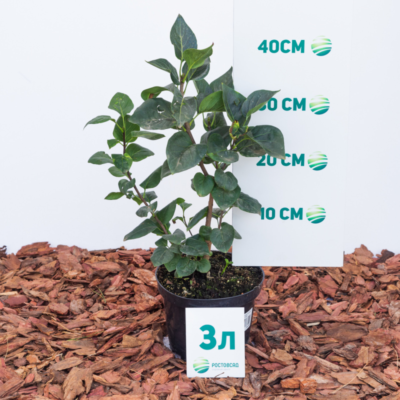 Сирень обыкновенная Sensation